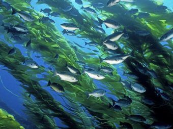 thousands of citizen-scientists help researchers map kelp forests