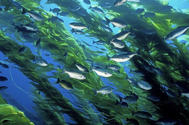 thousands of citizen-scientists help researchers map kelp forests