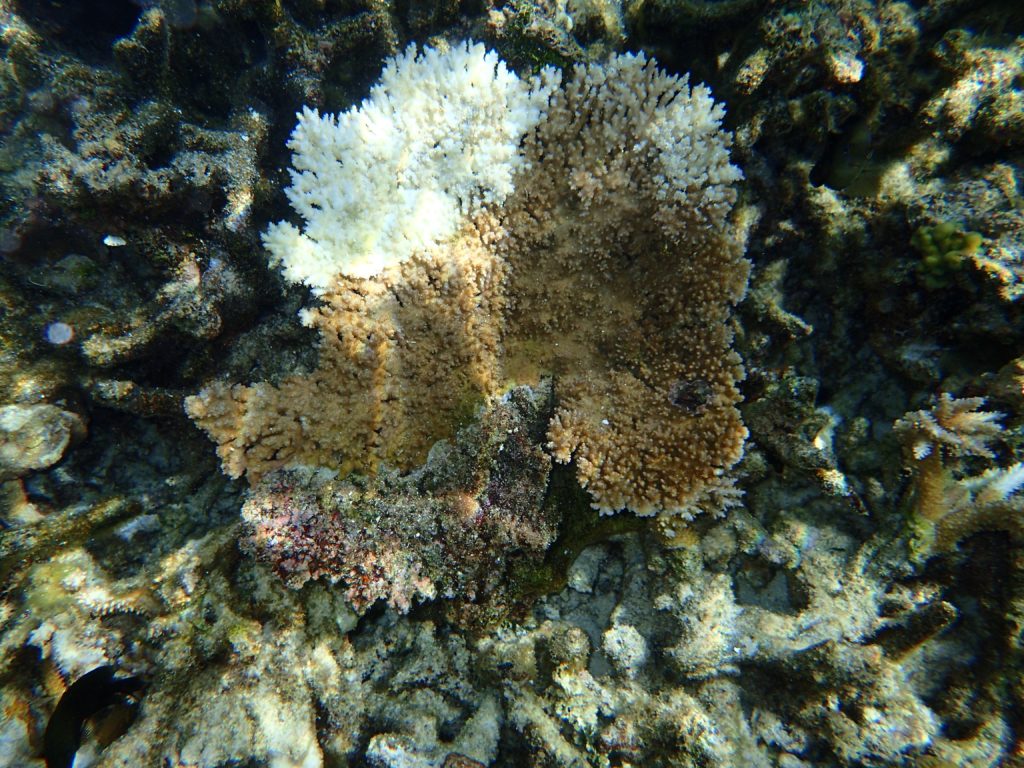 coral reefs in hot water as warming events slow recovery