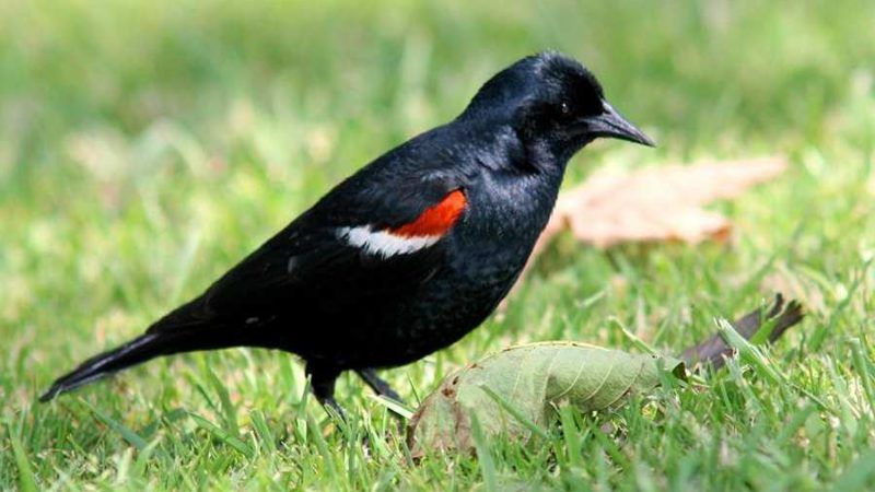 developing genomic resources to inform conservation and management of the tricolored blackbird