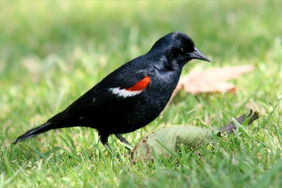 developing genomic resources to inform conservation and management of the tricolored blackbird