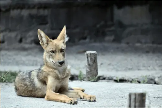 intestinal pathogen surveillance in los angeles region coyotes
