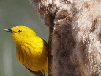 genes influence birds’ response to climate change