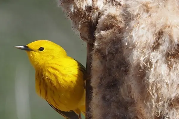 genes influence birds’ response to climate change