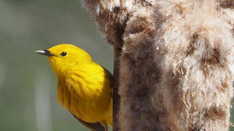 genes influence birds’ response to climate change