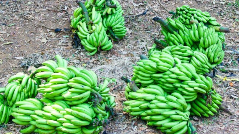 climate change cuts plantain production, schooling