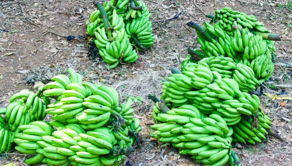 climate change cuts plantain production, schooling
