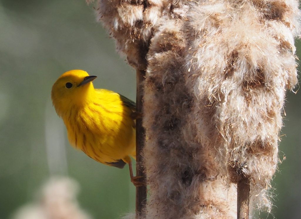 What's behind the toxic levels of mercury in tropical birds? Gold