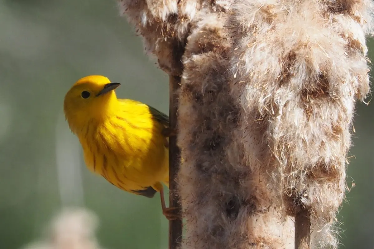 genetic mapping shows migratory birds’ vulnerability to climate change