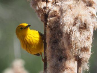 genetic mapping shows migratory birds’ vulnerability to climate change