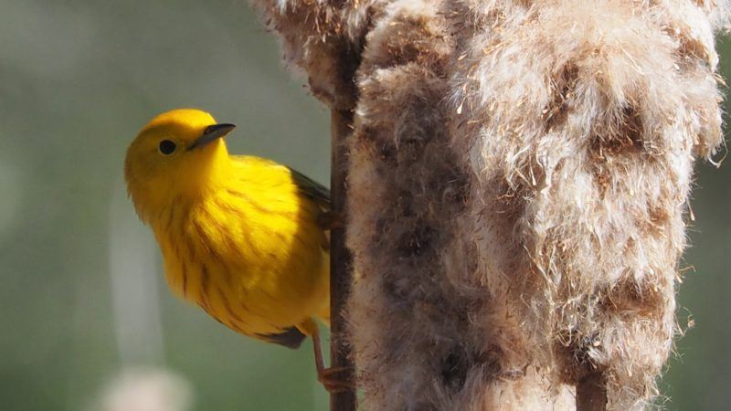 genetic mapping shows migratory birds’ vulnerability to climate change