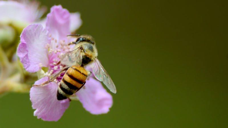 using native plant gardens to preserve pollinator diversity in l.a.