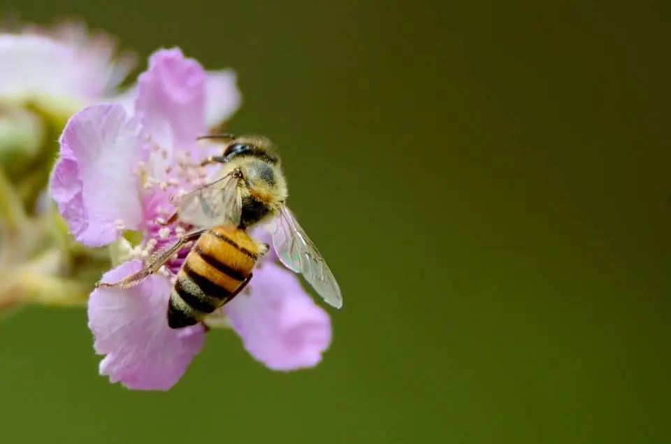 using native plant gardens to preserve pollinator diversity in l.a.