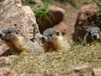 being antisocial leads to a longer life. for marmots.