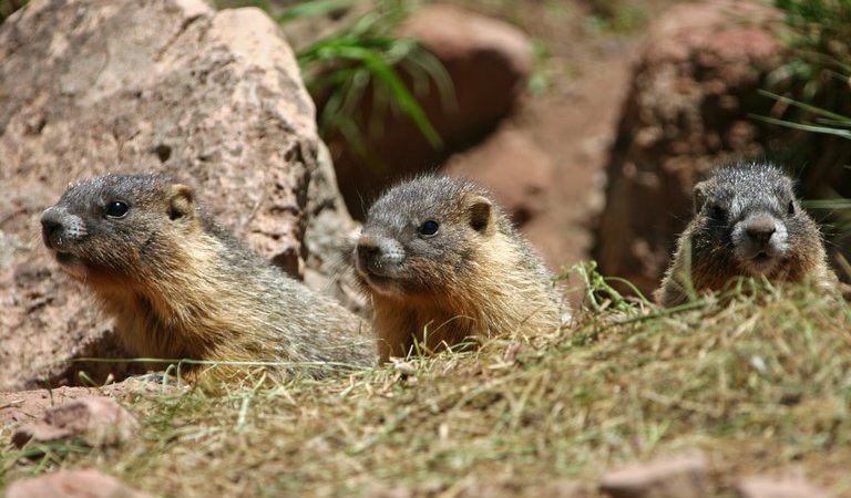 being antisocial leads to a longer life. for marmots.