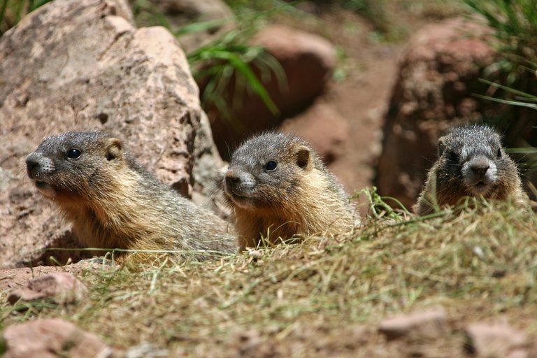 being antisocial leads to a longer life. for marmots.