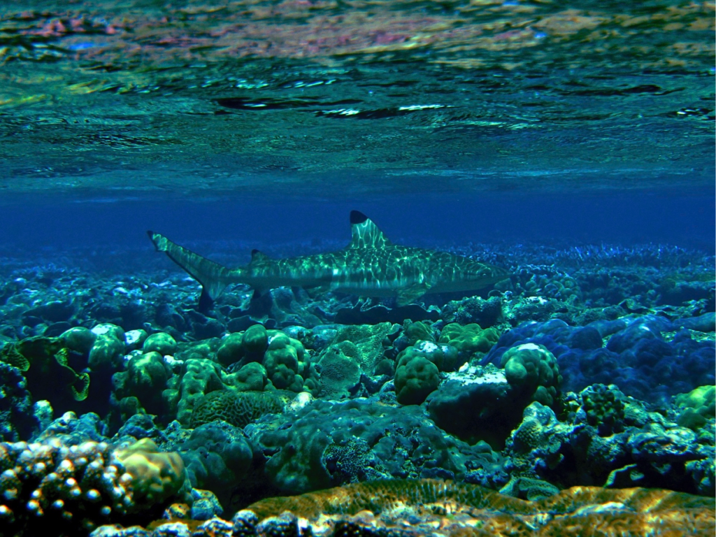 coral reefs in hot water as warming events slow recovery