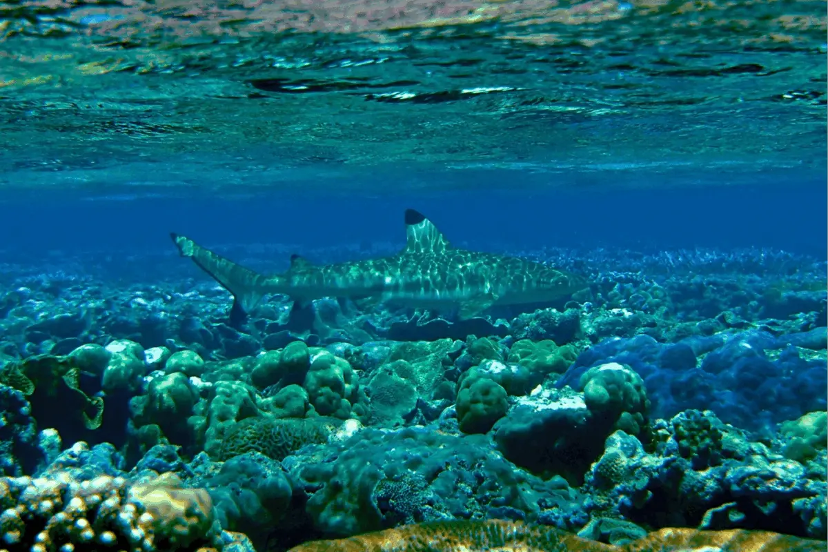 coral reefs in hot water as warming events slow recovery