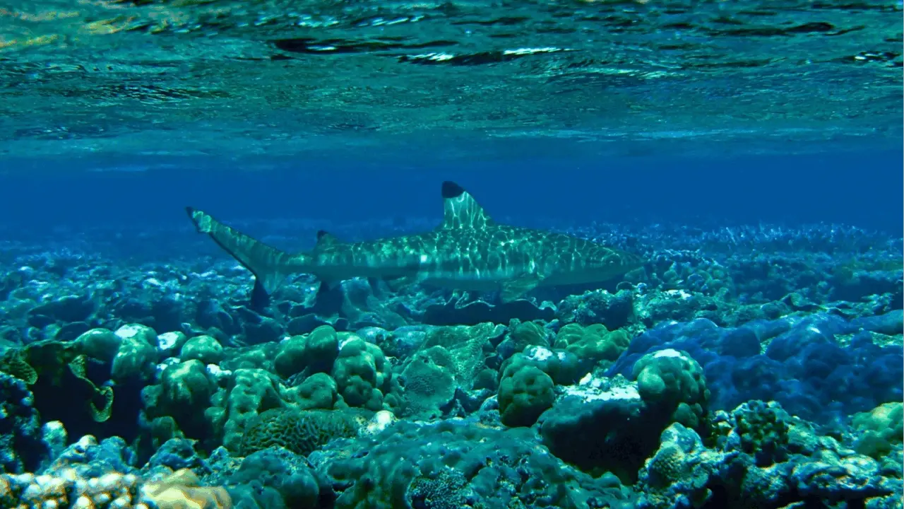 coral reefs in hot water as warming events slow recovery