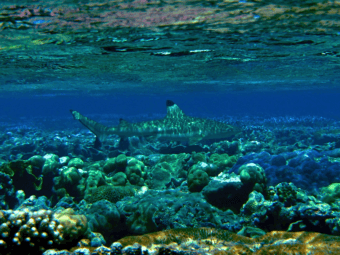 coral reefs in hot water as warming events slow recovery