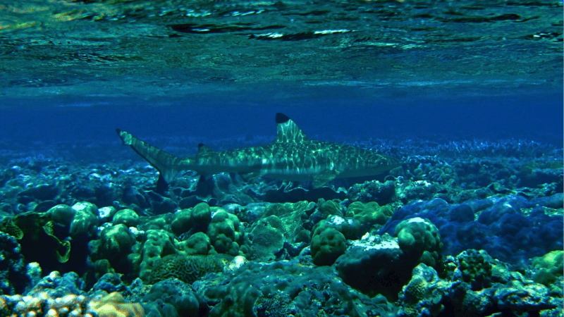 coral reefs in hot water as warming events slow recovery
