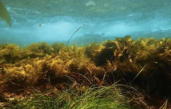 assessing mechanisms that facilitate the success of the invasive brown alga, sargassum horneri, and enhance community susceptibility to invasion