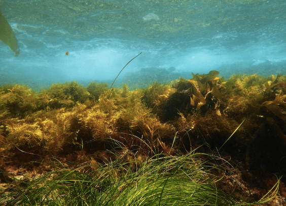 assessing mechanisms that facilitate the success of the invasive brown alga, sargassum horneri, and enhance community susceptibility to invasion