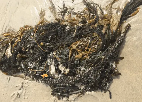 does wrack of an invasive alga provide a similar resource subsidy as giant kelp for supporting key ecosystem functions on sandy beaches?