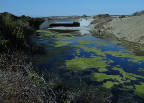 characterizing lagoon biodiversity in southern california using environmental dna