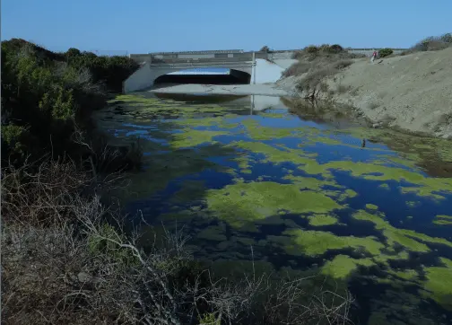 characterizing lagoon biodiversity in southern california using environmental dna
