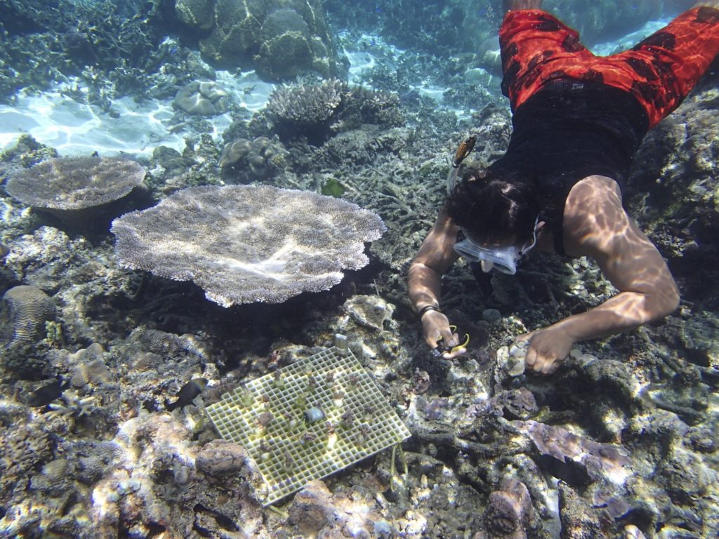 An assistant to the National Park Service on Ofu, American Samoa, helps transplant corals.