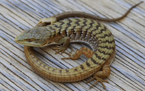 urban ecology meets citizen science: monitoring reptile diversity and measuring landscape genetic connectivity in the los angeles area