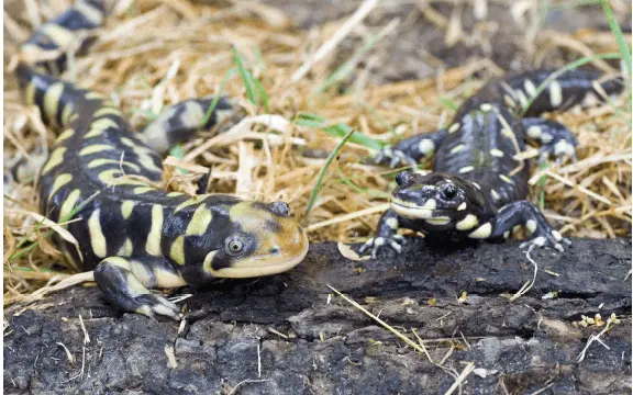 using pond hydroperiod to attenuate the spread of invasive tiger salamander alleles