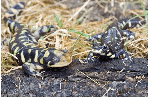 using pond hydroperiod to attenuate the spread of invasive tiger salamander alleles