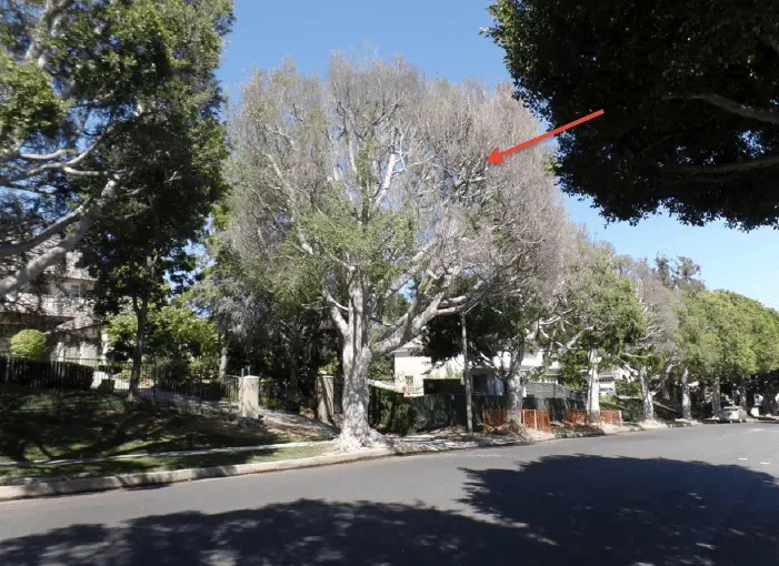 long-term urban adaptation in a nesting raptor community