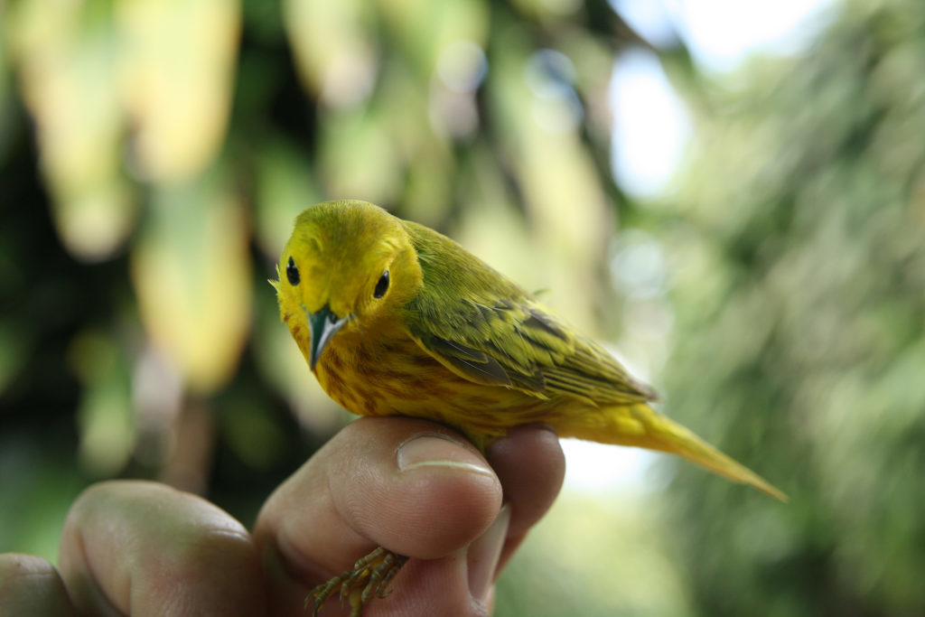 can migratory birds survive rapid climate change? the answer may be in their genes