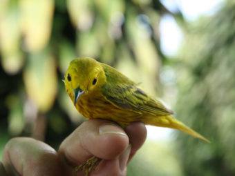 can migratory birds survive rapid climate change? the answer may be in their genes
