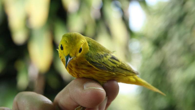 can migratory birds survive rapid climate change? the answer may be in their genes