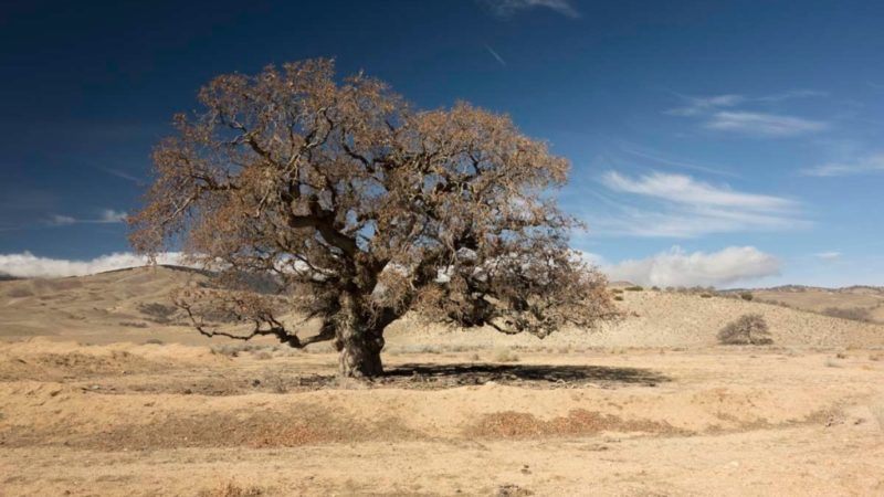 ‘keep saving water’: ucla water expert wishes state never declared drought ‘over’