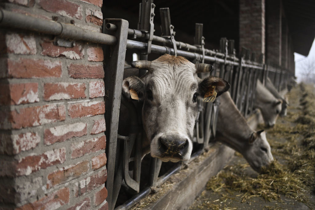 diet has more impact on climate change than transportation. here’s how to fix that.