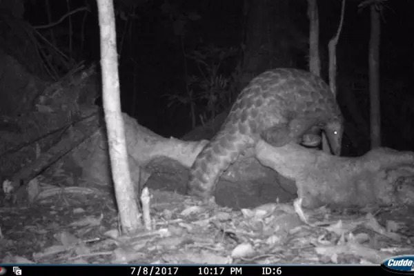pangolin trafficking project