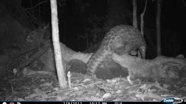 pangolin trafficking project