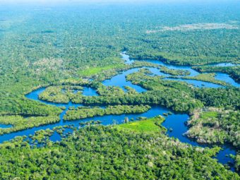 phylogenetic classification of the world’s tropical forests