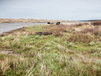 west coast wetlands could nearly disappear in 100 years