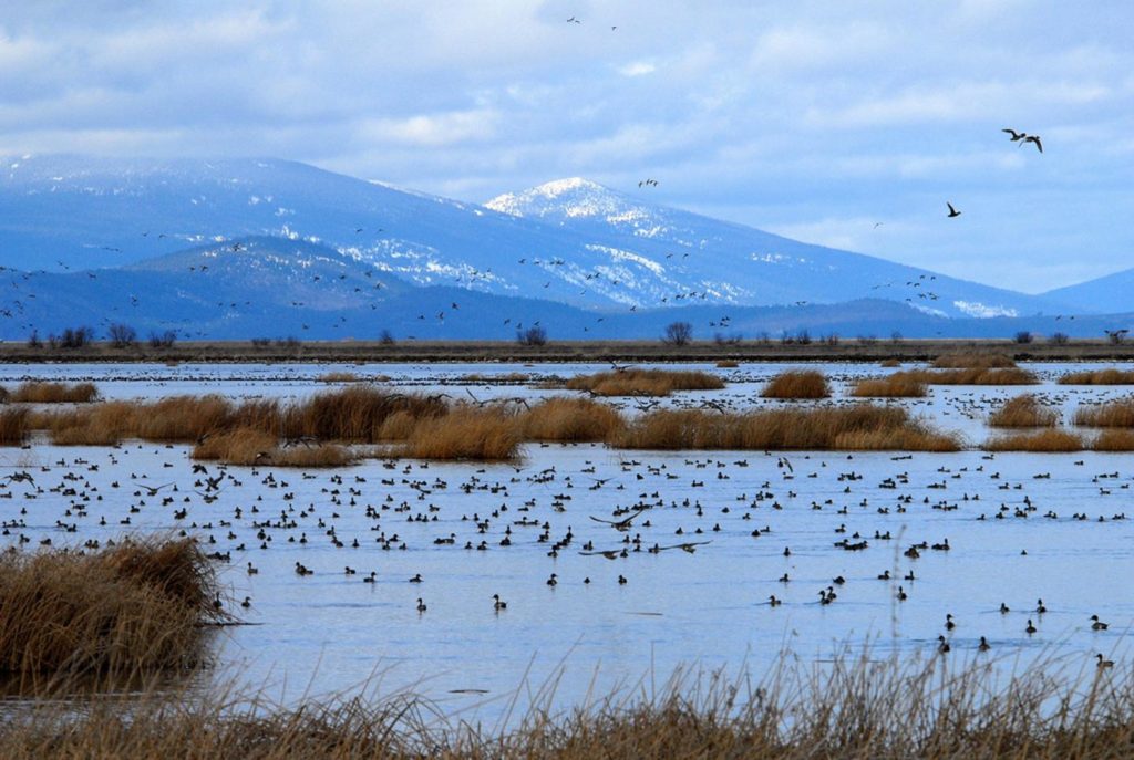 wetlands in california and oregon could disappear with sea level rise