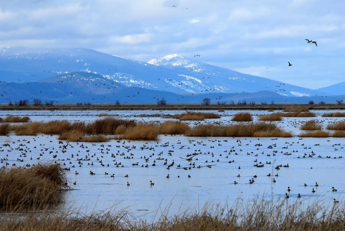 wetlands in california and oregon could disappear with sea level rise