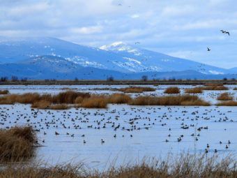 wetlands in california and oregon could disappear with sea level rise