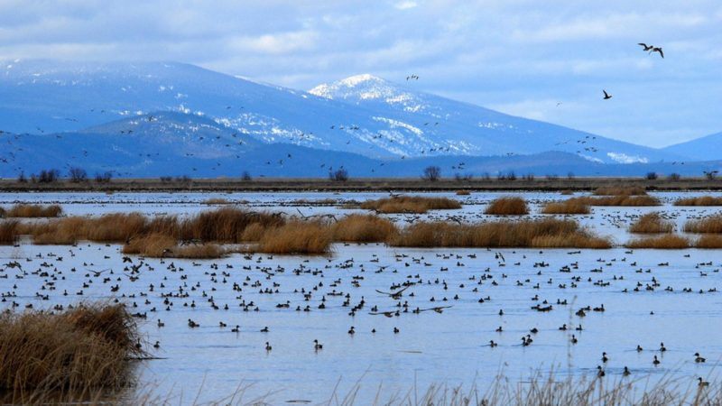 wetlands in california and oregon could disappear with sea level rise