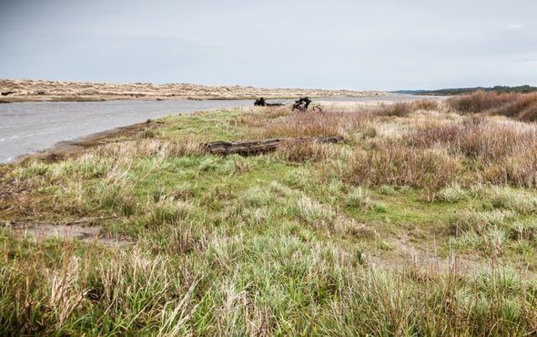 west coast wetlands could nearly disappear in 100 years