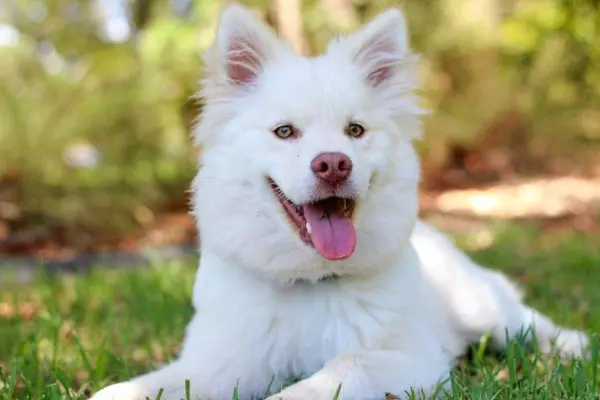 cruelty free ‘clean meat’ will soon be available in pet food